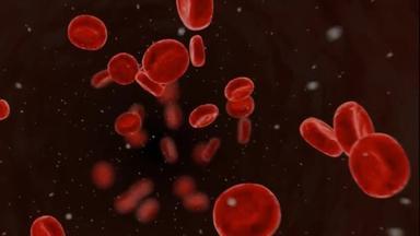 血液循环系统。红细胞。细胞在动脉血流中移动.